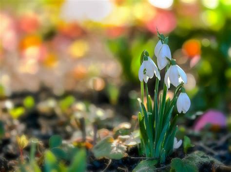 Nature Snowdrop Hd Wallpaper By Paula Watts