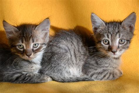 Two Little Striped Kittens Are Lying On A Yellow Stock Image Image Of