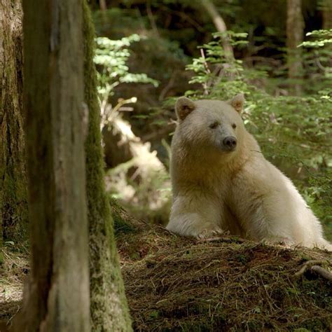 Spirit Bears And The Great Bear Rainforest Protected