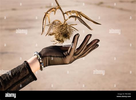Hand In A Black Glove Collects Dried Flowers Stock Photo Alamy