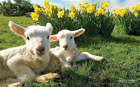 Spring In Nz Daffodils And Lambs Spring Lambs Cute Animals Lamb
