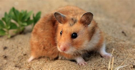 Syrian Hamster Animal Facts Mesocricetus Auratus Az Animals
