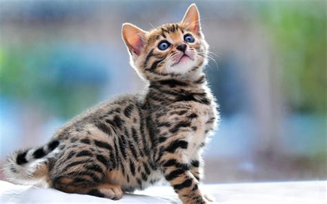 Download Wallpapers 4k Bengal Cat Kitten Pets Domestic Cat Cute