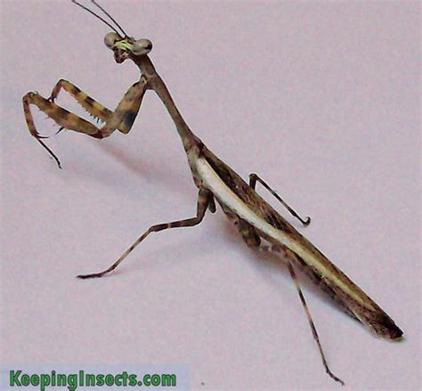 Determining The Sex Of Your Praying Mantis Keeping Insects