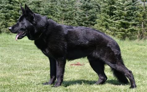 Huge Black German Shepherd Mmmm Puppy You Handsome Black German