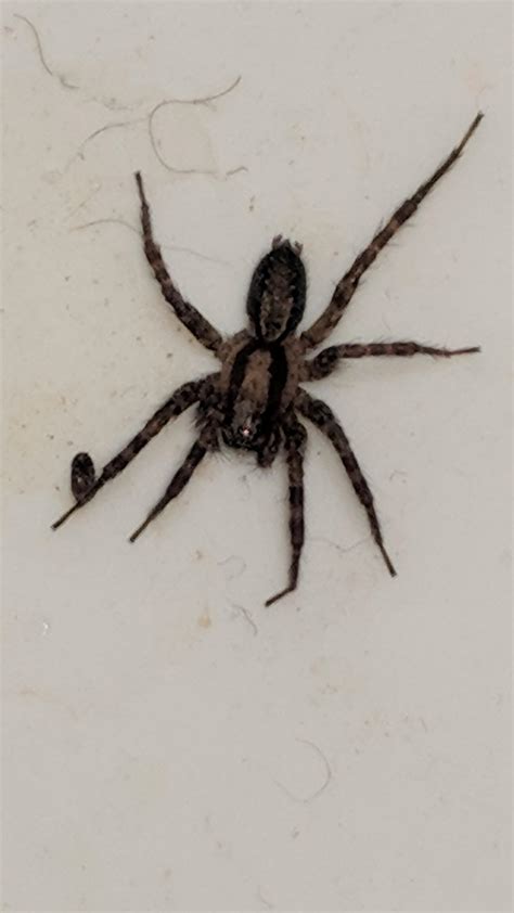 Spiders Southern California Wolf Spider
