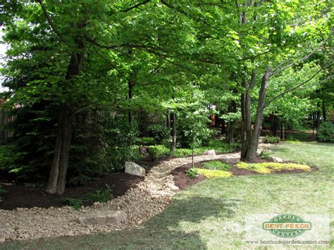 Free for commercial use no attribution required high quality images. Rain garden under tree canopy. | Rain garden, Moon garden ...