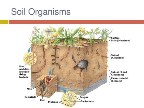 Ppt Soil Resources Powerpoint Presentation Free Download Id3890317