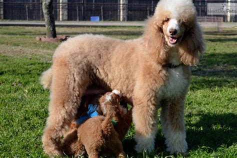 Tiger Poodle Standard Puppy For Sale Near Dallas Fort Worth Texas