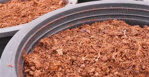 Peat Moss A Gardeners Friend For Over A Century Learn More About Its