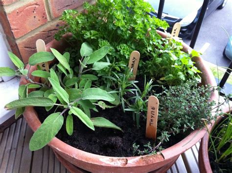 Plantes Aromatiques Au Balcon Comment Cultiver Les Herbes