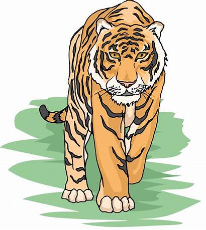 Tiger Clipart Animals Clip Transparent Cliparts Cartoon