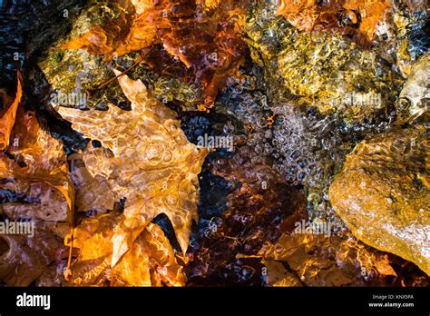 Autumn Leaves Floating Over Smooth River Rocks Stock Photo Alamy