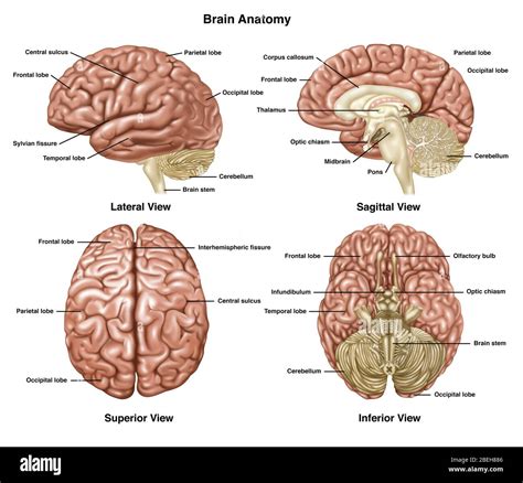 Anatomía Cerebral Ilustración Fotografía De Stock Alamy