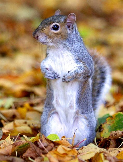 14 Photos That Prove Squirrels Are The Cutest Animals Ever