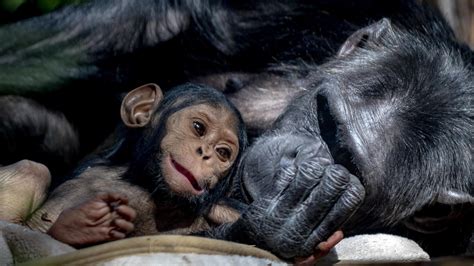 Rockhampton Zoos Baby Chimp Capri Seen In New Photos And Video Kidsnews