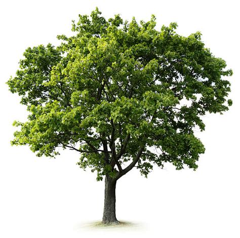 Royalty Free Tree Pictures Images And Stock Photos Istock