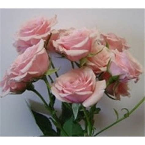 Majolica Pink Spray Roses 100 Stems Toronto Bulk Flowers