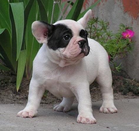 French bulldog puppies adoption and first greeting. French Bulldog Puppies For Sale | Minneapolis, MN #156962