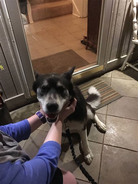 Dog found in Priceville area (near I65) : HuntsvilleAlabama
