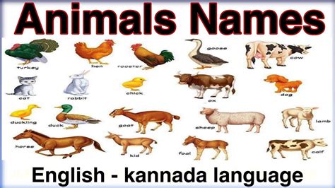 Top 100 + Animals name in english - Inoticia.net