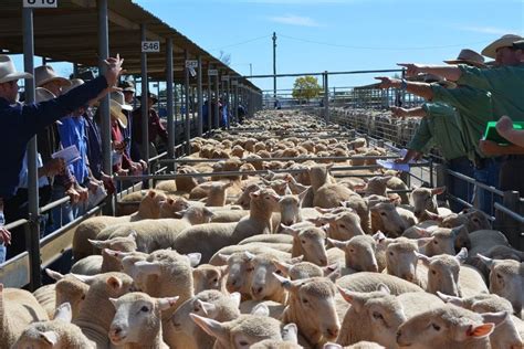 Sheep Prices To Stay Strong Farm Online Act