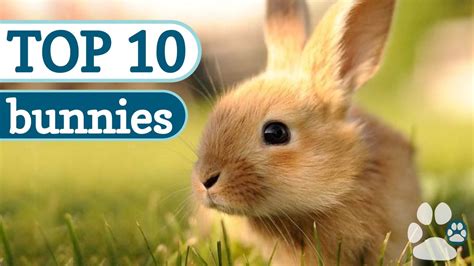 Top 10 Cutest Bunnies Youtube