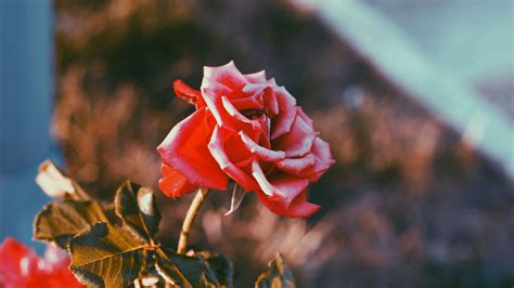 Wallpaper Id 23187 Rose Flower Bud Blur 4k Free Download