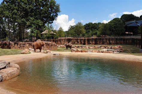 Zoo Atlanta Opens All New African Savanna Zoo Atlanta