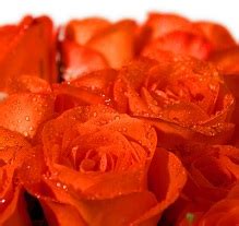 Unlike some other wedding anniversary dates, the 23rd doesn't have any flowers associated with it, but don't let that put you off from buying your wife some glorious flowers. 23rd Wedding Anniversary Top Gift Ideas For 2021