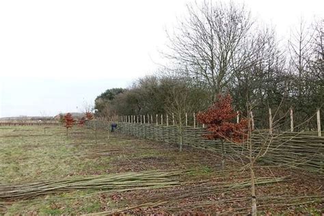 Burnham Willow Specialists In Woven Willow Fencing