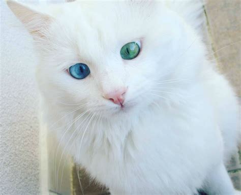 Stunning Cat Has The Most Beautiful And Unique Eyes Youll Ever See