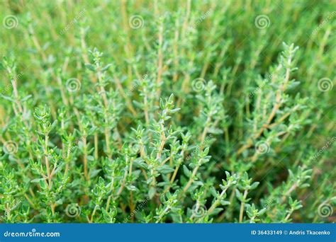 Thyme Herb Stock Image Image Of Gardening Grow Leaf 36433149