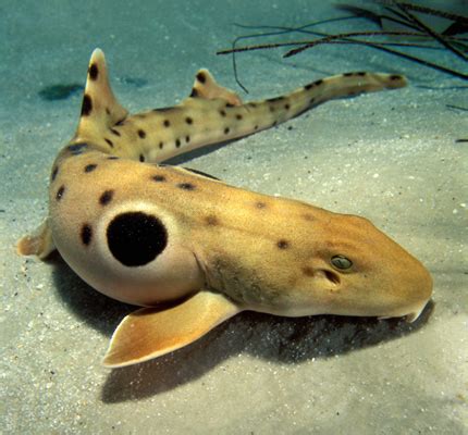 Untuk kategori hutan yang memiliki pohon berbatang besar, hutan sabana merupakan hutan yang palin sempit luas persebarannya. Monster Bego: 37 Rekor Dunia di Miliki Indonesia