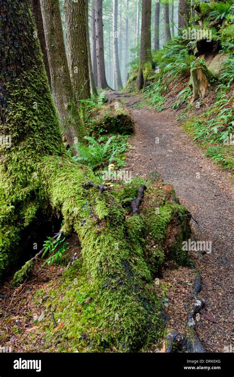 Forest Trail In Oregon Coast Range Stock Photo Alamy