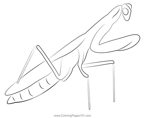 Praying Mantis Coloring Page Sketch Coloring Page