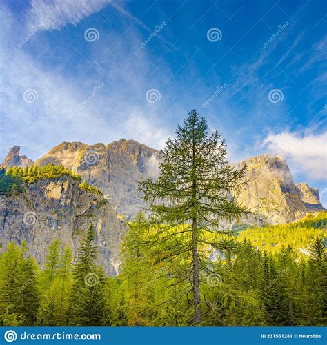 View Over Magical Dolomite Peaks Ancient Pine And Spruce Forests