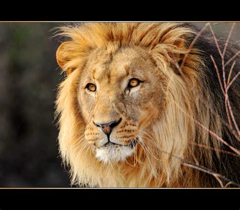 The Beautiful Lion Of The Zoo Of Basel Its The Lion