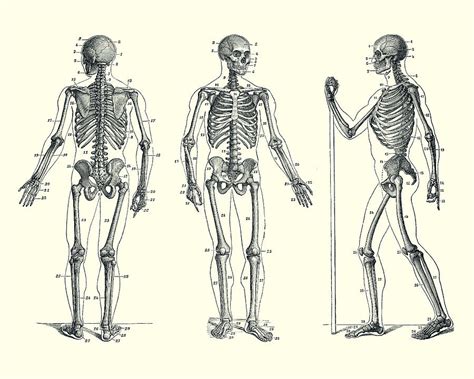 In Motion Skeletal Diagram Vintage Anatomy 2 Drawing By Vintage