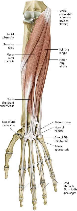 Deep Muscles Of Forearm Poster Lupon Gov Ph