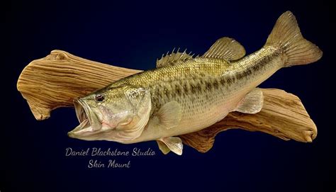 Largemouth Bass Fish Mounts And Replicas