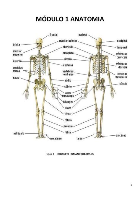Anatomia Dos Ossos Anatomia Do Corpo Humano Anatomia Corpo Humano Images