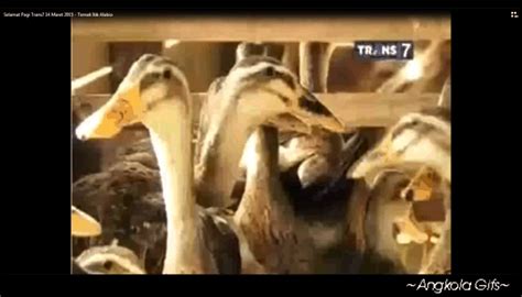 Maybe you would like to learn more about one of these? Gambar Duck Gif Find Share Giphy Gambar Animasi Bebek di ...