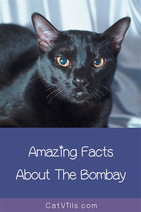 The Bombay Cat Personality And Facts You Need To Know Black Cat