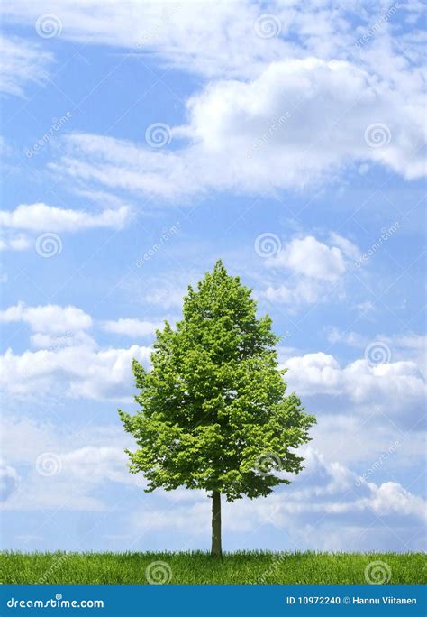 Green Tree On Blue Sky Background Stock Photo Image Of Natural Plant