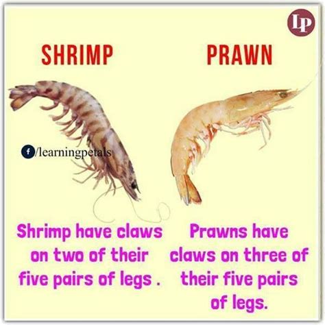 Shrimp And Praw Are Two Types Of Animals That Can Be Found In The Ocean