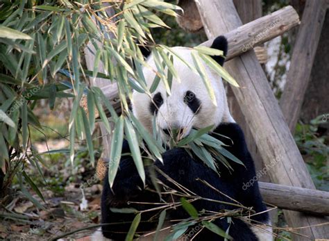 Panda En La Reserva Chengdu Panda Base De Investigación Chengdu De
