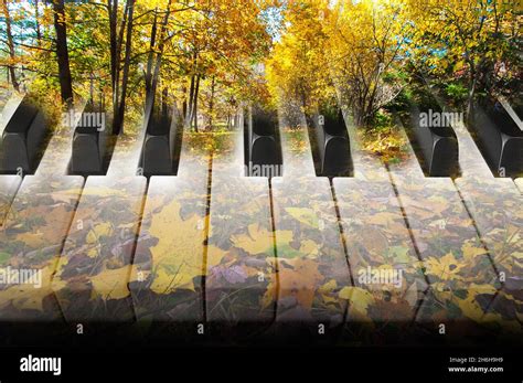 Art Photo Double Exposure With Piano Keys And Autumn Maple Leaves 1