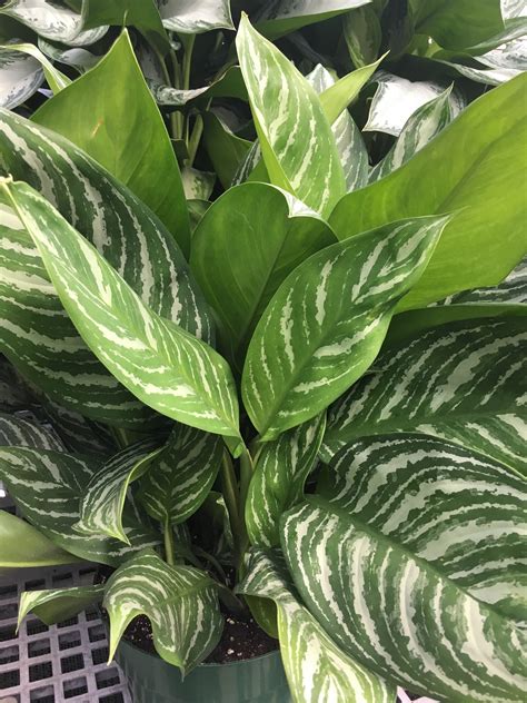 National Indoor Plant Week Chinese Evergreen Pegplant