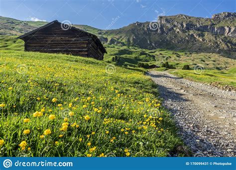 Beautiful Yellow Flowers On The Background Of The Seceda Odle Mountain